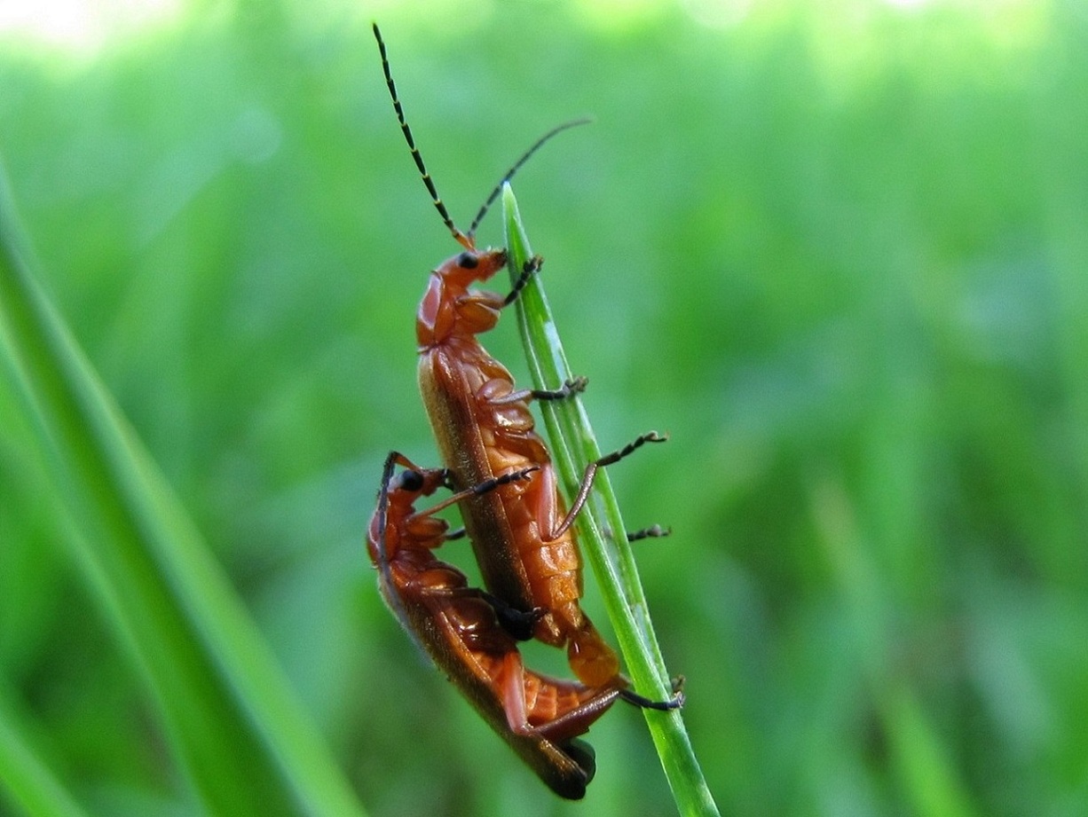 Rhagonycha fulva